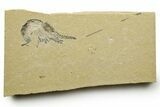 Cretaceous Fossil Shrimp - Lebanon #376602-1